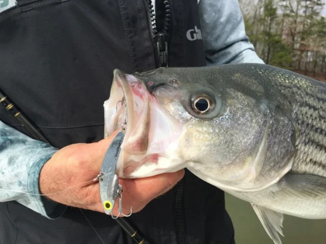 Lures SteelShad XL - 3/4 Oz - Silver