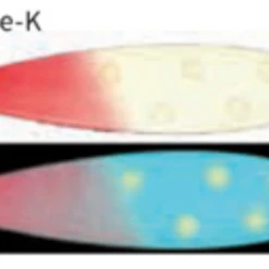 Moonshine Lures Trolling Spoon Do-De-K